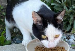 Discovery alert Cat Male Conthey Switzerland