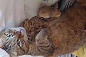 Discovery alert Cat Female Vernier Switzerland