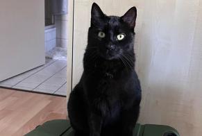 Disappearance alert Cat  Male , 4 years Sion Switzerland