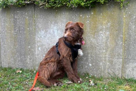 Disappearance alert Dog Male , 1 years Strassen Luxembourg
