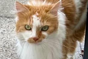 Disappearance alert Cat Female , 7 years Châtel-Saint-Denis Switzerland
