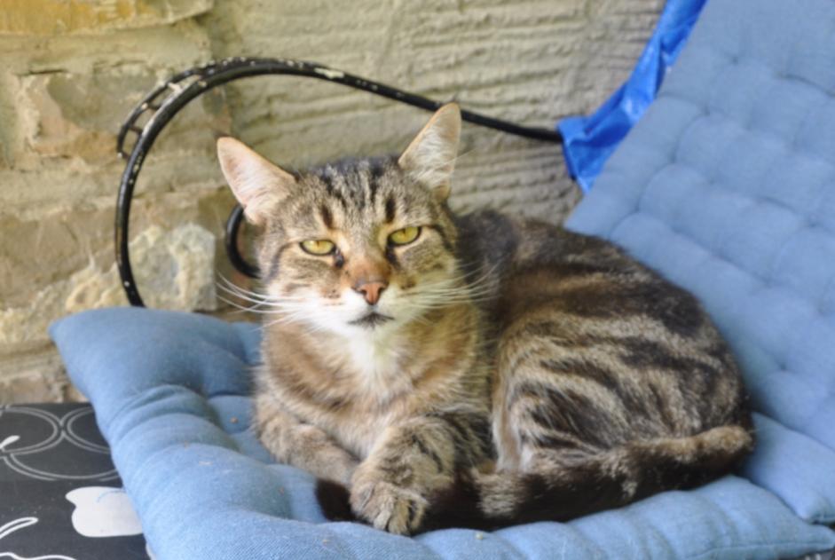 Disappearance alert Cat Male , 13 years Blonay - Saint-Légier Switzerland