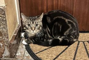 Discovery alert Cat Unknown Luxembourg Luxembourg