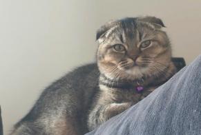 Disappearance alert Cat  Female , 1 yeahr Mamer Luxembourg