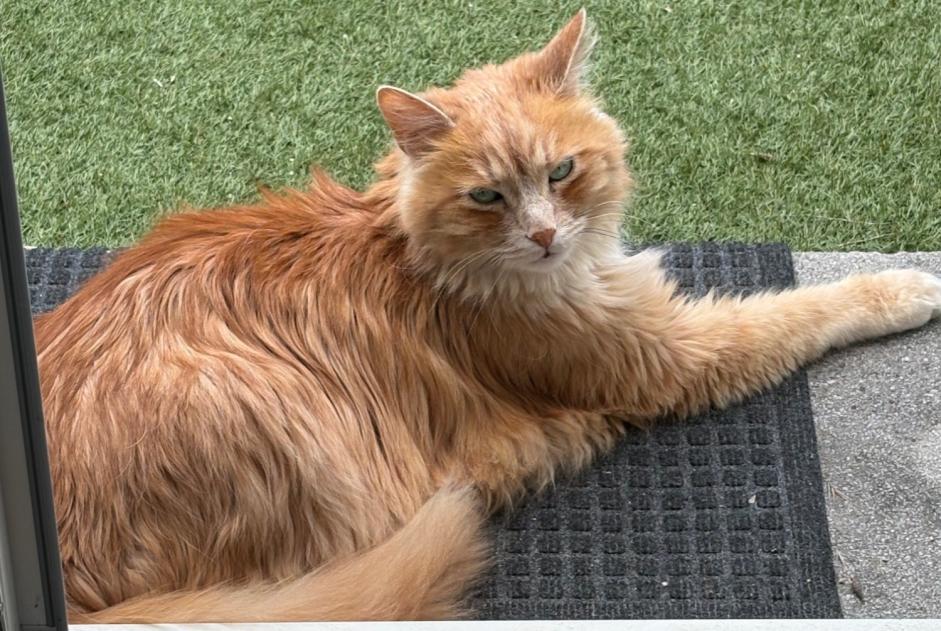Cat Gone in Junglinster (GrevenMacher, Luxembourg)  - disappearance  Pet Alert  alert #373498
