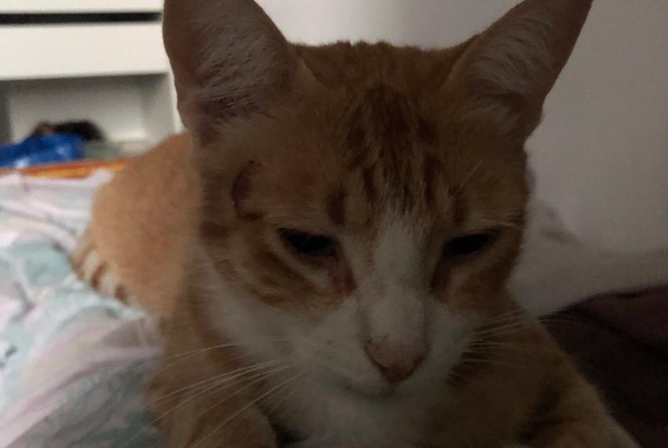 Alerta de Desaparición Gato Macho , 5 años Fontrieu Francia