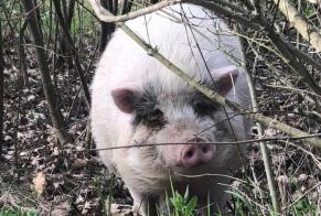 Alerta de Desaparición Otros Cochon Hembra , 2021 años Aix-en-Provence Francia