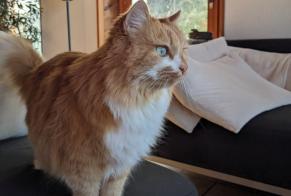 Alerta de Desaparición Gato  Hembra , 12 años Jouxtens-Mézery Suiza