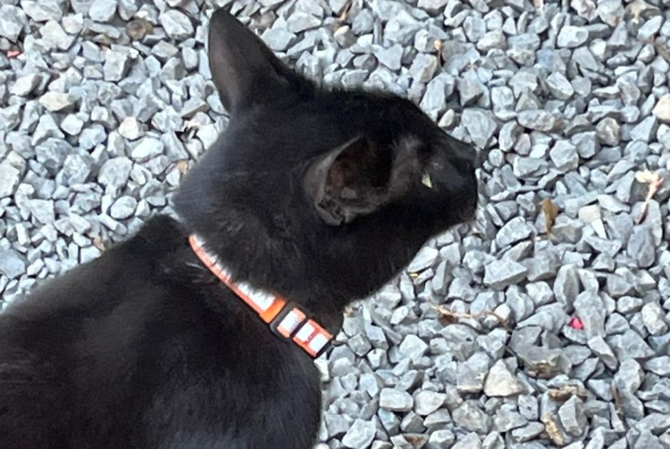 Alerta de Hallazgo Gato Desconocido Luxembourg Luxemburgo