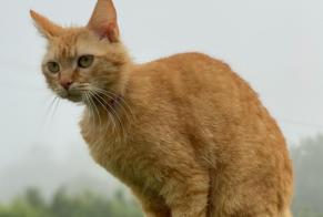 Alerta de Desaparición Gato  Macho , 3 años Saint-Julien-les-Villas Francia