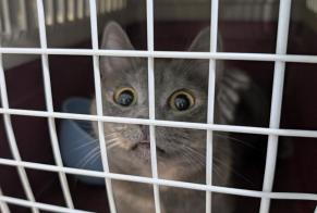 Alerta de Hallazgo Gato Desconocido Dudelange Luxemburgo