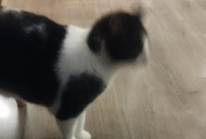 Alerta de Hallazgo Gato  Desconocido Eslettes Francia