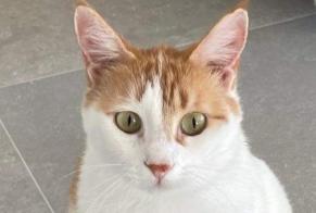 Alerta de Desaparición Gato cruce Hembra , 4 años Bertrange Luxemburgo