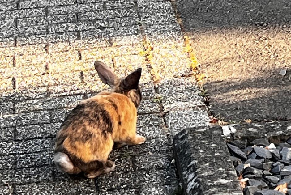 Conejo Encontrado en Walferdange (Luxembourg, Luxemburgo)  - alerta Hallazgo Pet Alert n° 369630