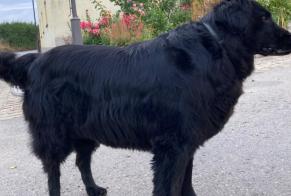 Alerta de Hallazgo Perro  Desconocido Biwer Luxemburgo