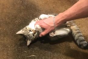 Alerte Découverte Chat Inconnu Villeurbanne France