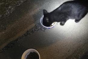 Alerte Découverte Chat Inconnu Saint-Hippolyte France