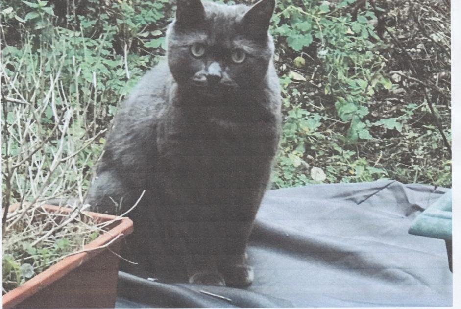 Alerte Disparition Chat Mâle , 4 ans Luxembourg Luxembourg