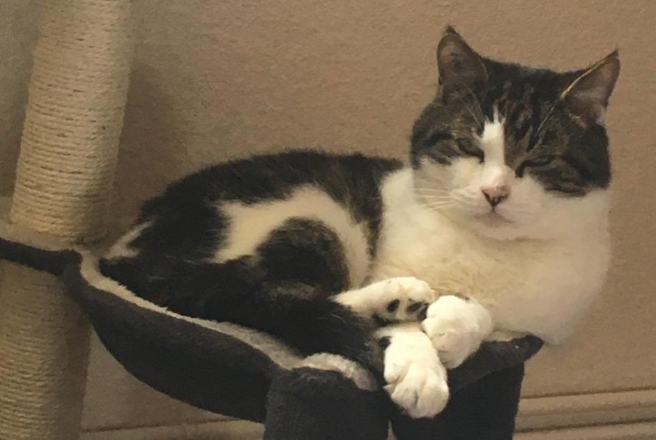 Alerte Disparition Chat  Mâle , 11 ans Luxembourg Luxembourg