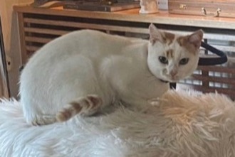 Alerte Disparition Chat Mâle , 3 ans Luxembourg Luxembourg