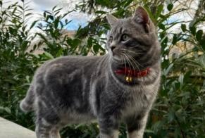Alerte Disparition Chat Mâle , 1 ans Mondercange Luxembourg