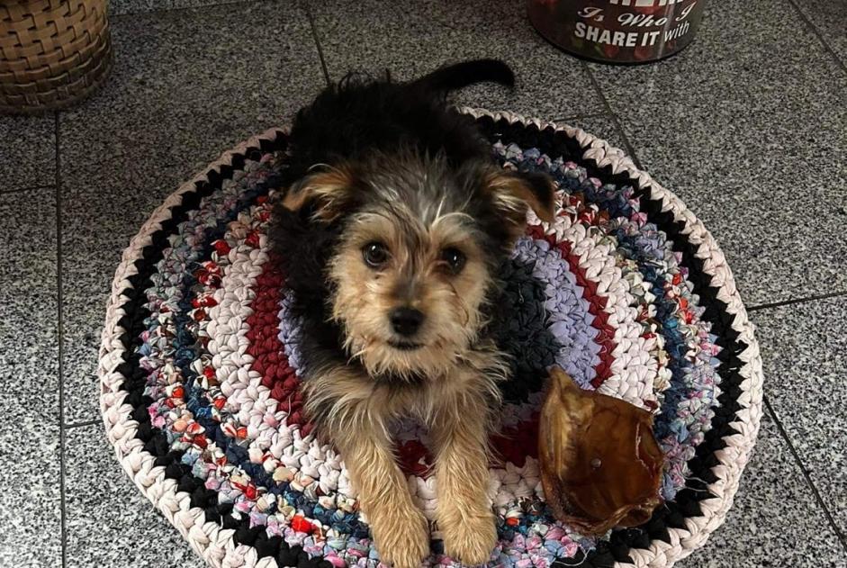 Alerte Disparition Chien Mâle , 1 ans Weiler-la-Tour Luxembourg