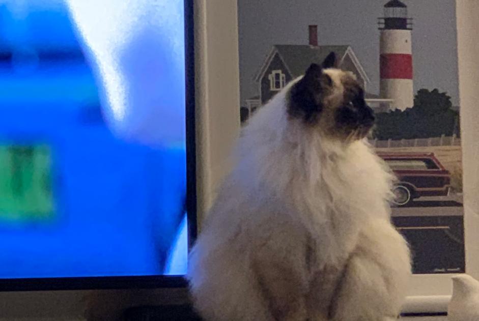 Alerte Disparition Chat  Mâle , 1 ans Dudelange Luxembourg