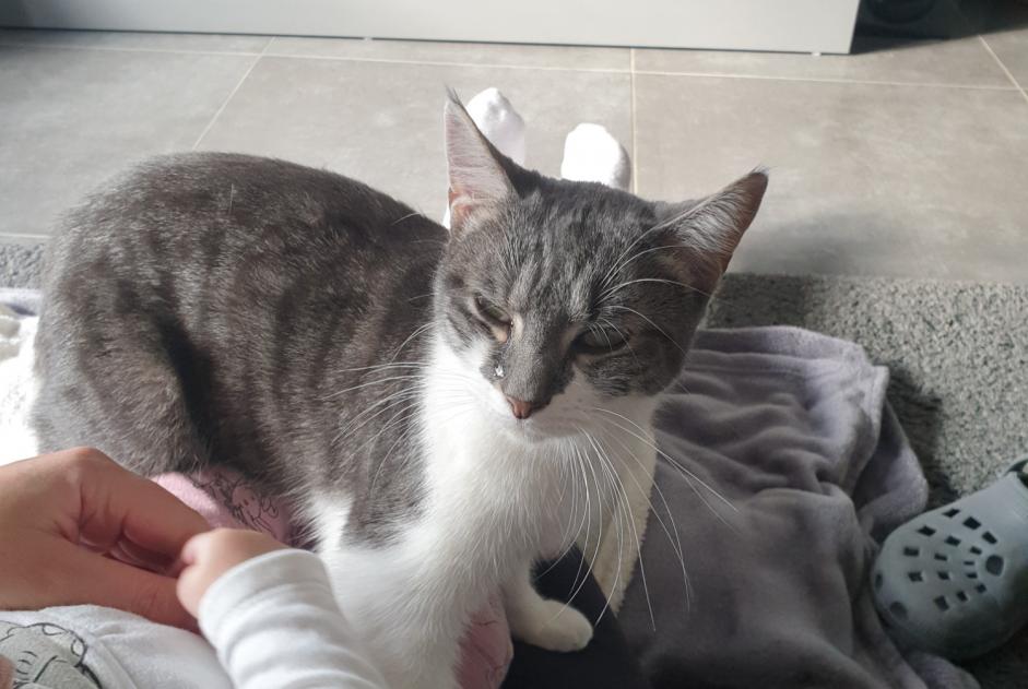 Alerte Disparition Chat  Femelle , 1 ans Ettelbruck Luxembourg