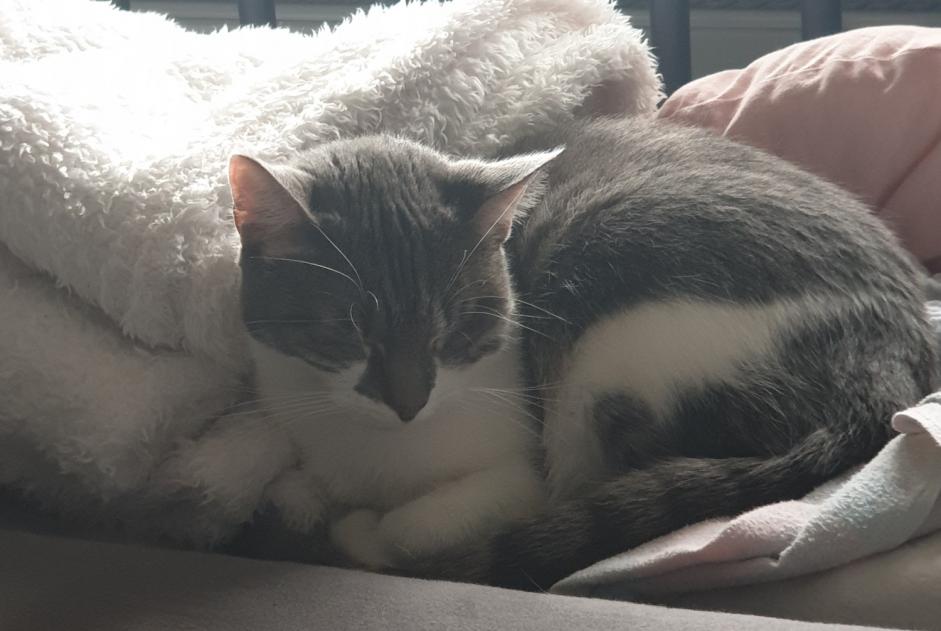Alerte Disparition Chat  Femelle , 1 ans Ettelbruck Luxembourg