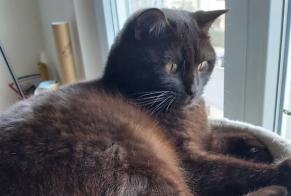 Alerte Disparition Chat  Mâle , 1 ans Bettembourg Luxembourg