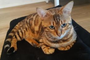 Alerte Découverte Chat  Mâle Waldbillig Luxembourg