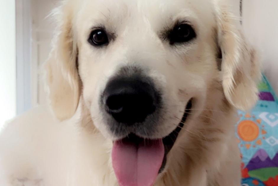 Alerte Disparition Chien  Mâle , 2 ans Esch-sur-Alzette Luxembourg