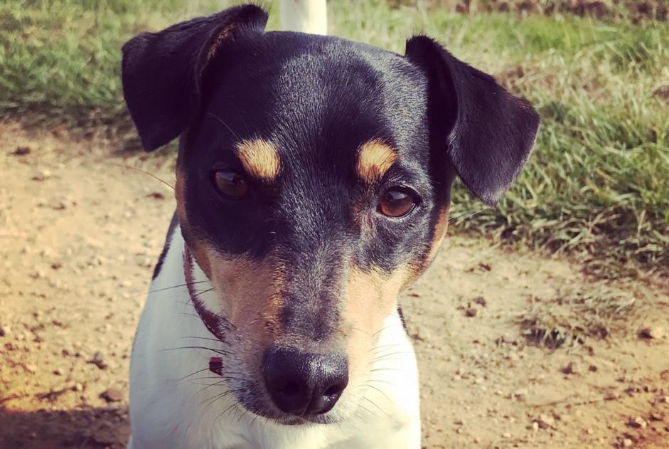 Alerte Disparition Chien  Mâle , 11 ans Steinfort Luxembourg