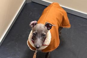 Alerte Disparition Chien  Femelle , 0 ans Luxembourg Luxembourg