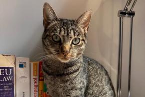 Alerte Disparition Chat  Femelle , 2 ans Bettembourg Luxembourg
