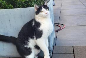 Alerte Découverte Chat Mâle Stroossen Luxembourg