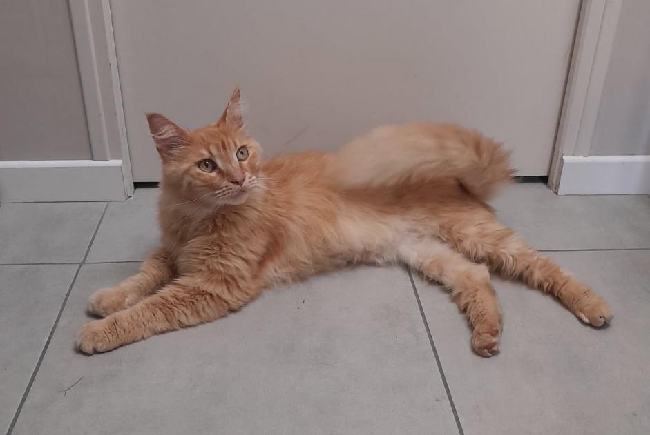 Alerte Découverte Chat croisement Mâle Calorguen France