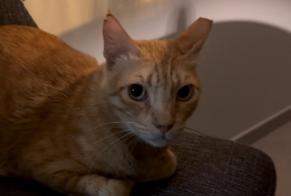 Alerte Disparition Chat  Mâle , 2 ans Luxembourg Luxembourg