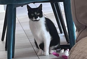 Alerte Disparition Chat Femelle , 3 ans Mamer Luxembourg