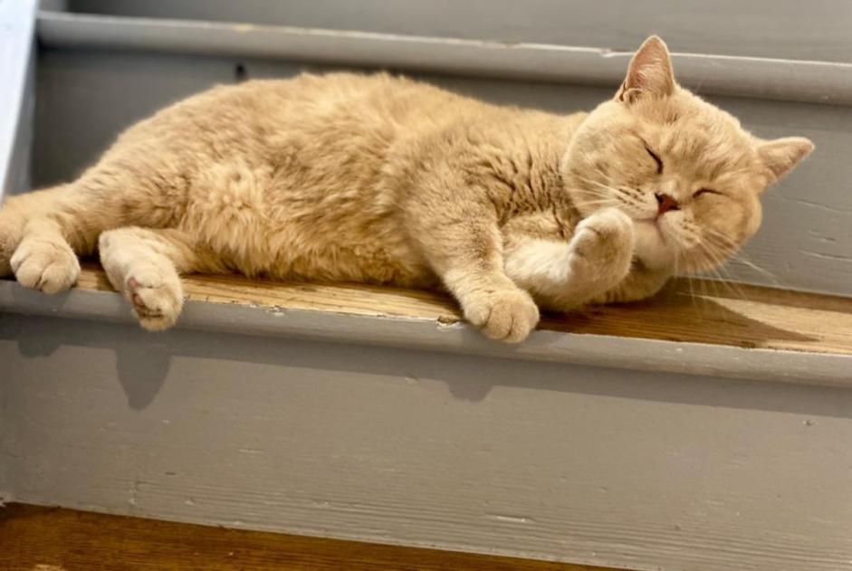 Chat Disparu à Luxembourg (Luxembourg, Luxembourg) - alerte disparition Pet Alert n° 366362
