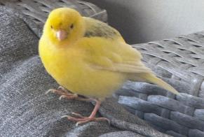 Alerte Découverte Oiseau Inconnu Mamer Luxembourg