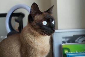 Alerte Disparition Chat croisement Femelle , 6 ans Mertert Luxembourg