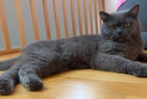 Alerte Disparition Chat  Mâle , 9 ans Gréiwemaacher Luxembourg