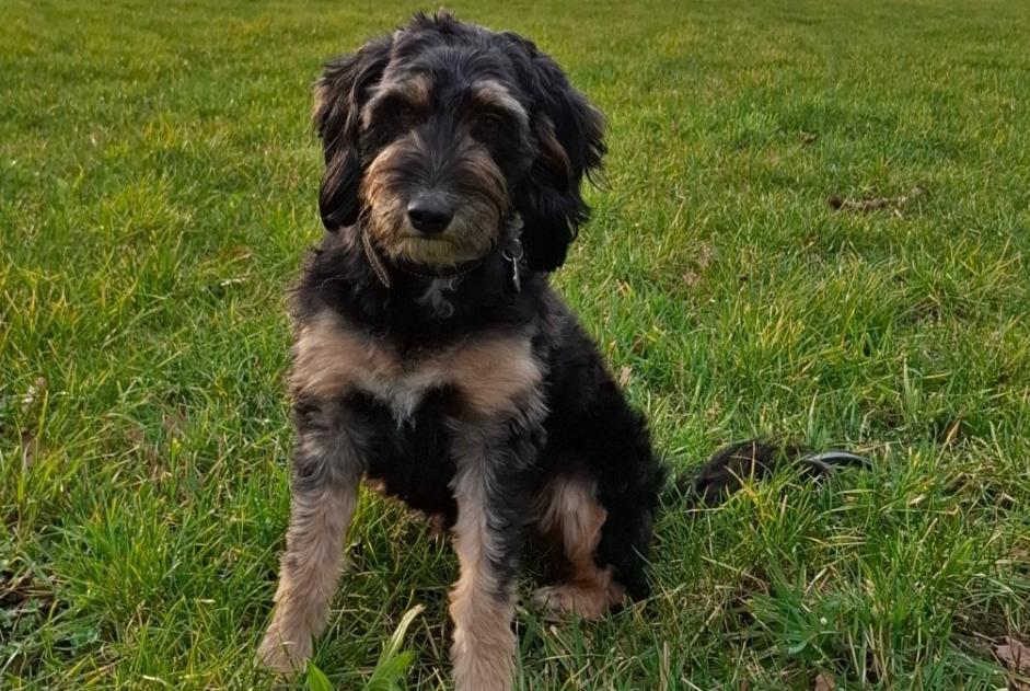Chien Disparu à Mertert (GrevenMacher, Luxembourg) - alerte disparition Pet Alert n° 372689