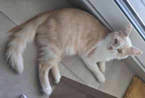 Alerte Disparition Chat Mâle , 1 ans Sanem Luxembourg