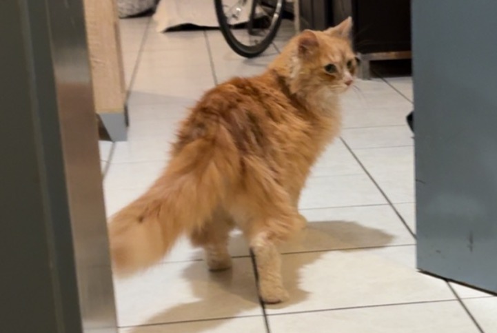 Chat Disparu à Junglinster (GrevenMacher, Luxembourg) - alerte disparition Pet Alert n° 373498
