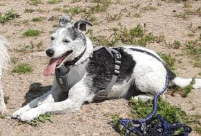 Avviso scomparsa Cane incrocio di razze Maschio , 9 anni Voeren Belgio