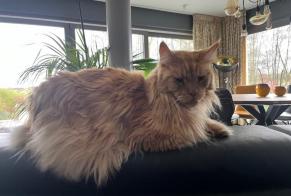 Avviso scomparsa Gatto  Maschio , 9 anni Steinfort Lussemburgo