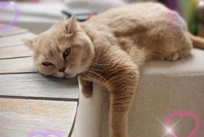 Avviso scomparsa Gatto  Maschio , 5 anni Luxembourg Lussemburgo