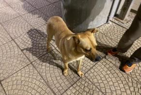 Fundmeldung Hond Männlech Valongo Portugal